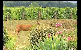 Havre de Paix au pied des Vignes